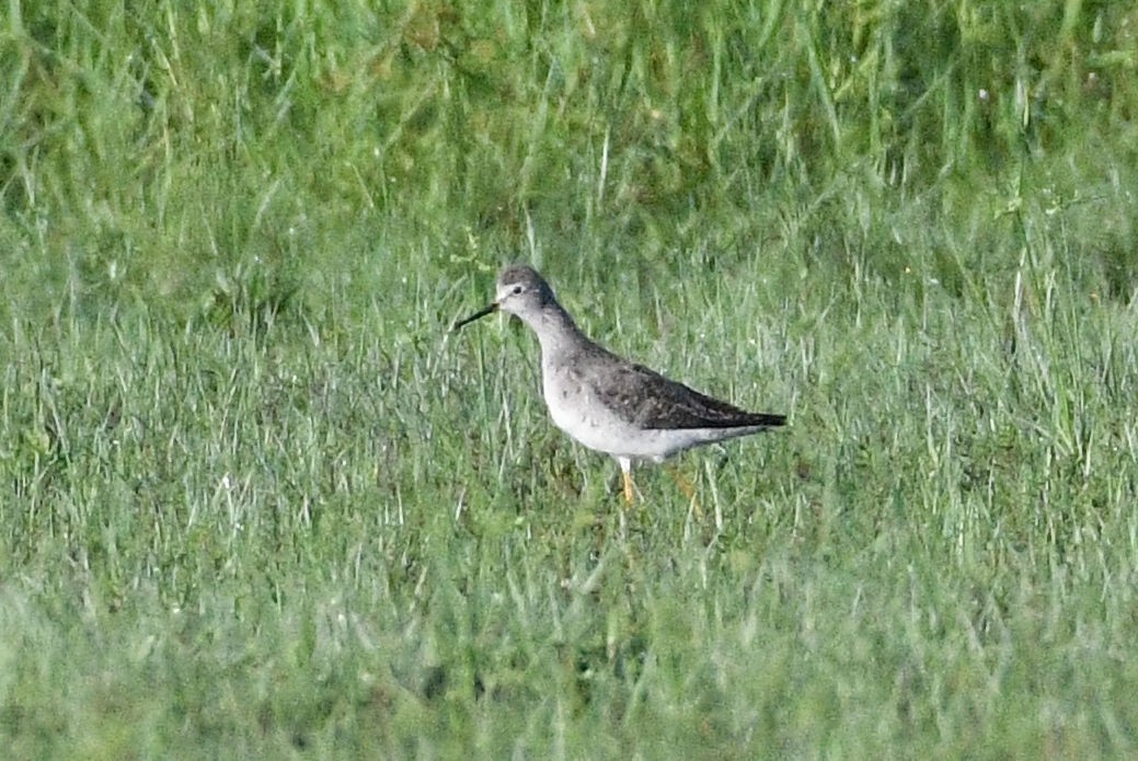 Lesser Yellowlegs - ML112112051