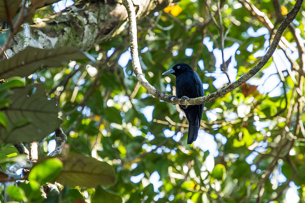 Bernier's Vanga - Nick Athanas