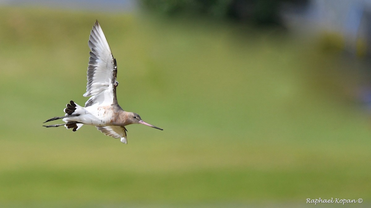 Black-tailed Godwit - Raphael Kopan