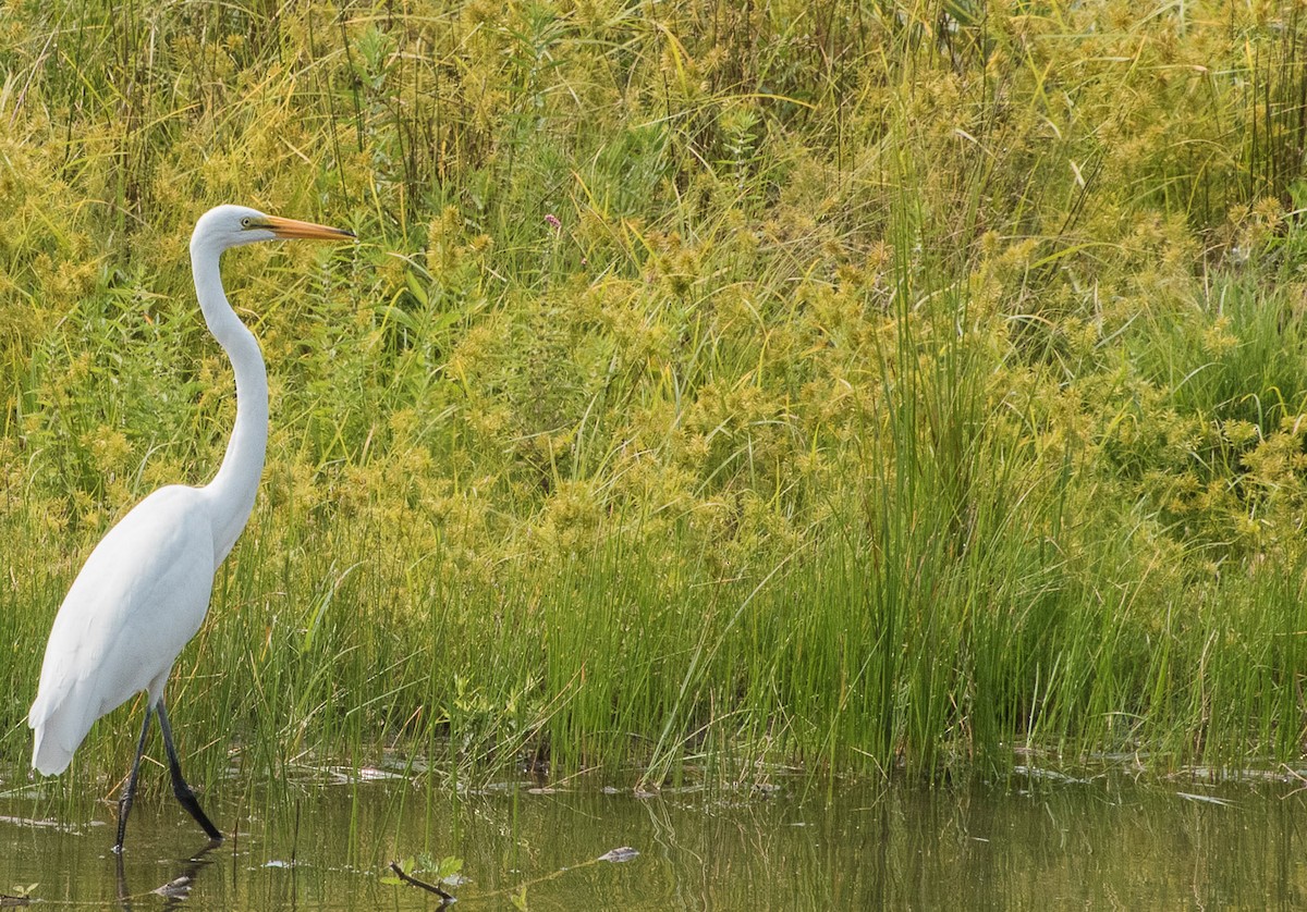 Great Egret - ML112115371