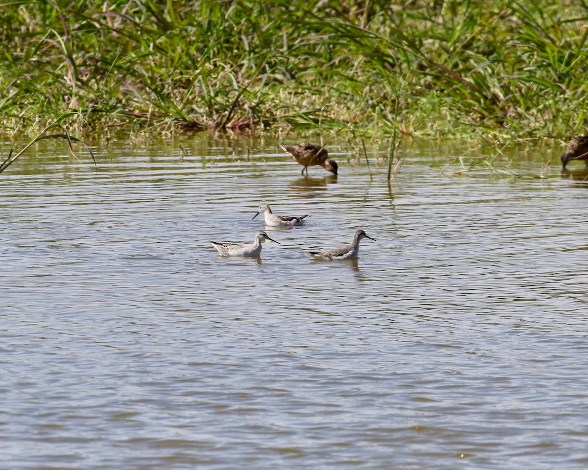 Wilson's Phalarope - Mickey Dyke