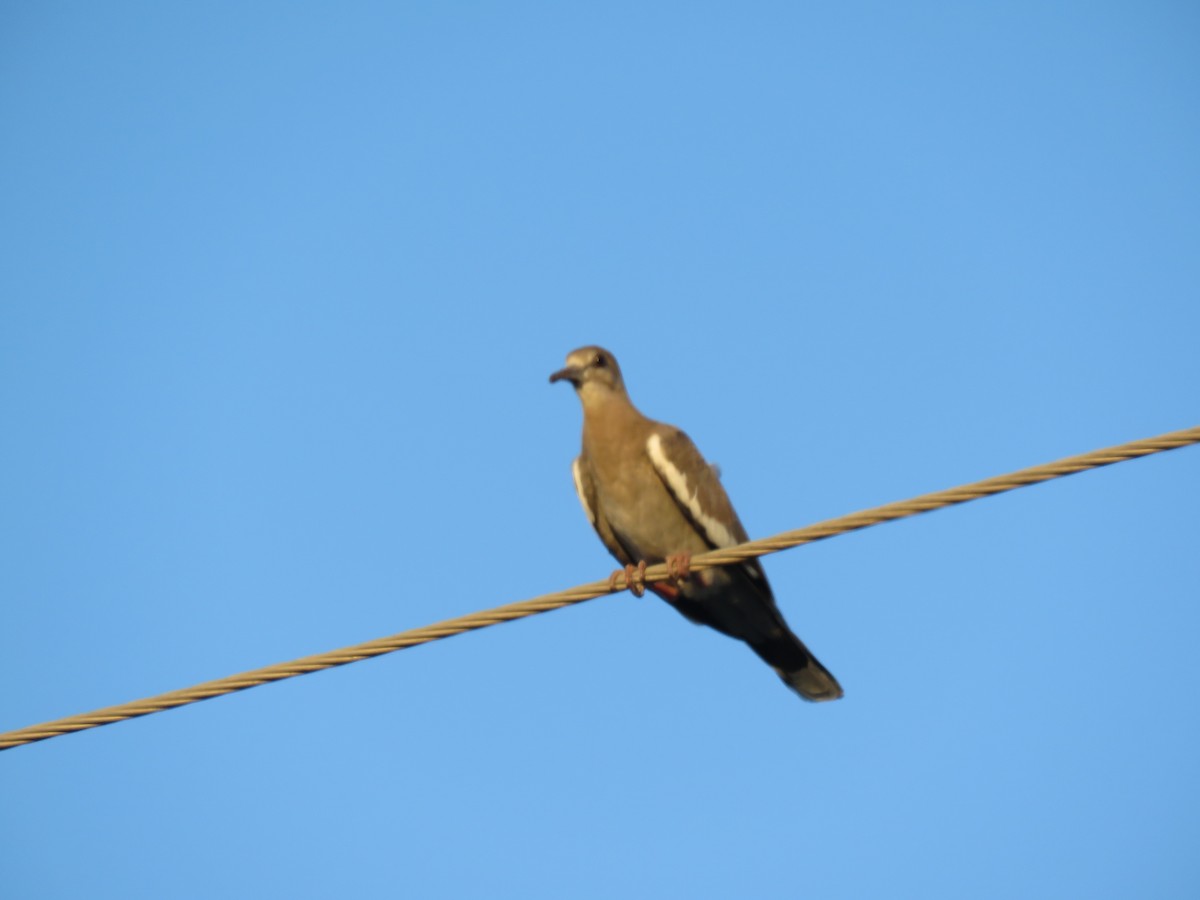 White-winged Dove - ML112116791