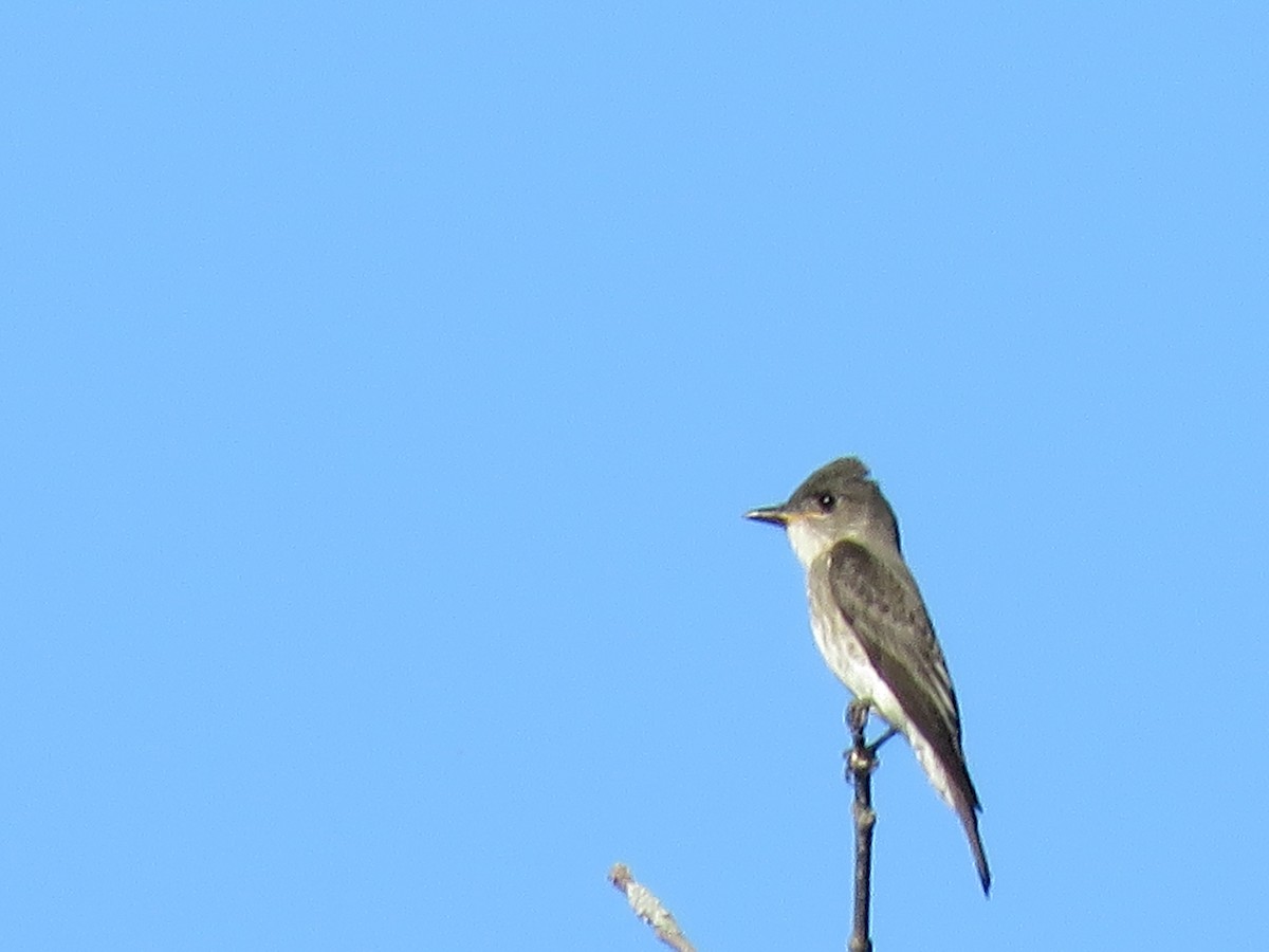 Olive-sided Flycatcher - ML112117771