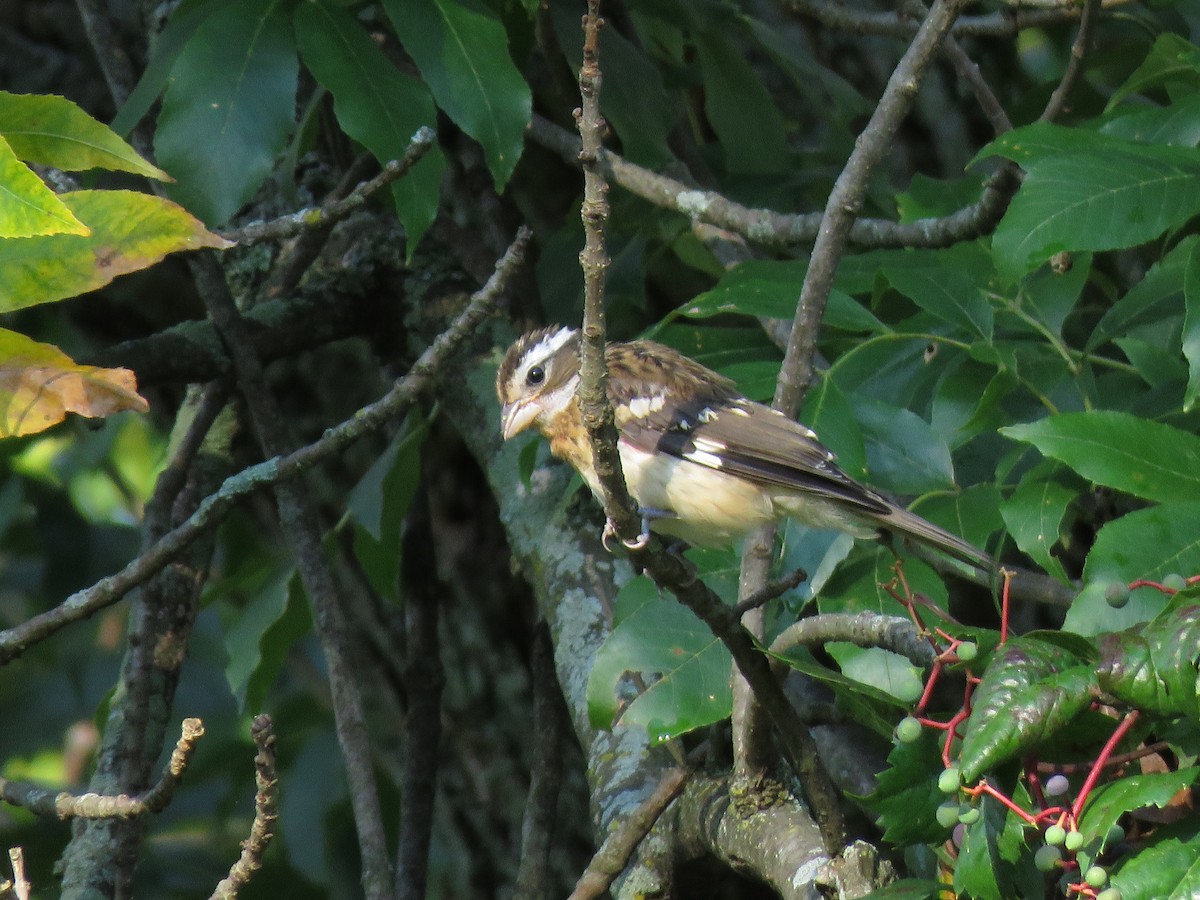 Rose-breasted Grosbeak - ML112117821