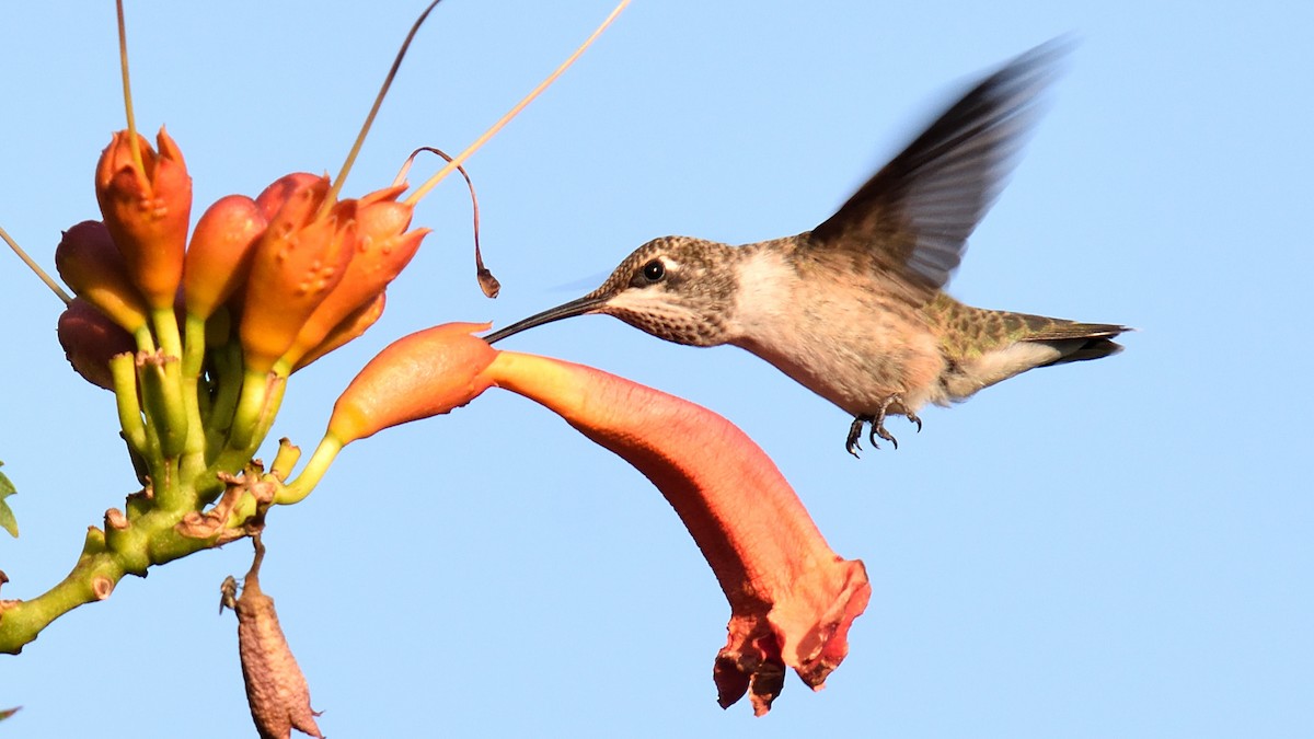 hummingbird sp. - Ryan Claar