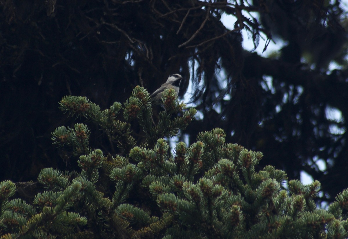 Mésange de Gambel - ML112119141