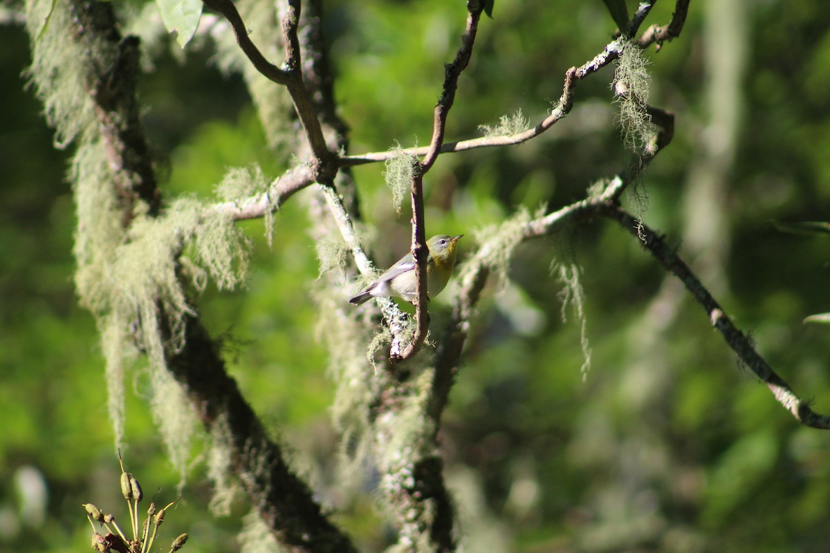 Northern Parula - ML112119281