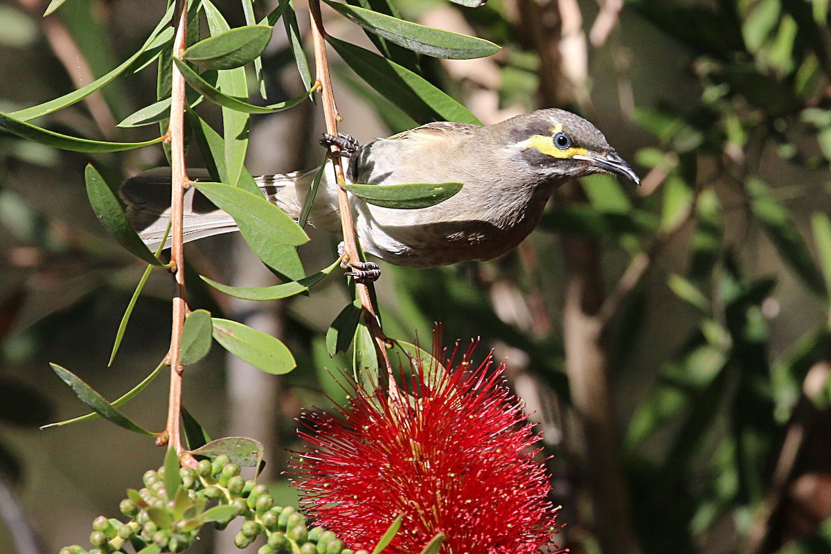 Yellow-faced Honeyeater - ML112121431