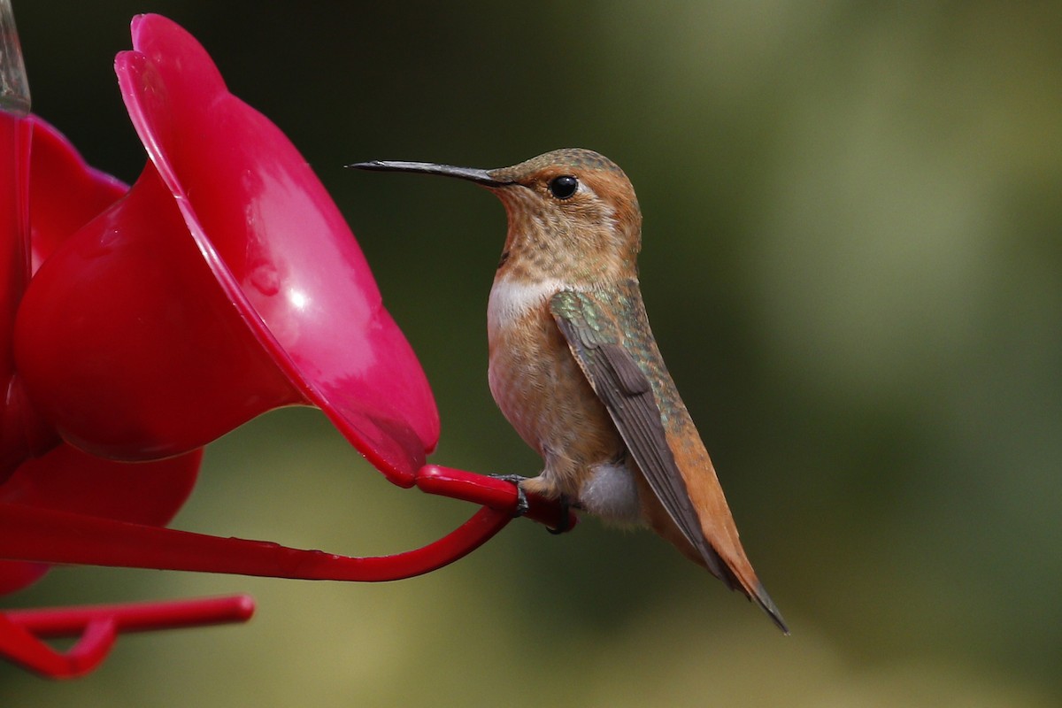 Colibrí de Allen - ML112122611