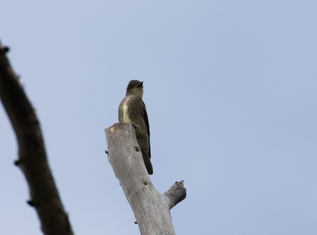 Olive-sided Flycatcher - ML112123061