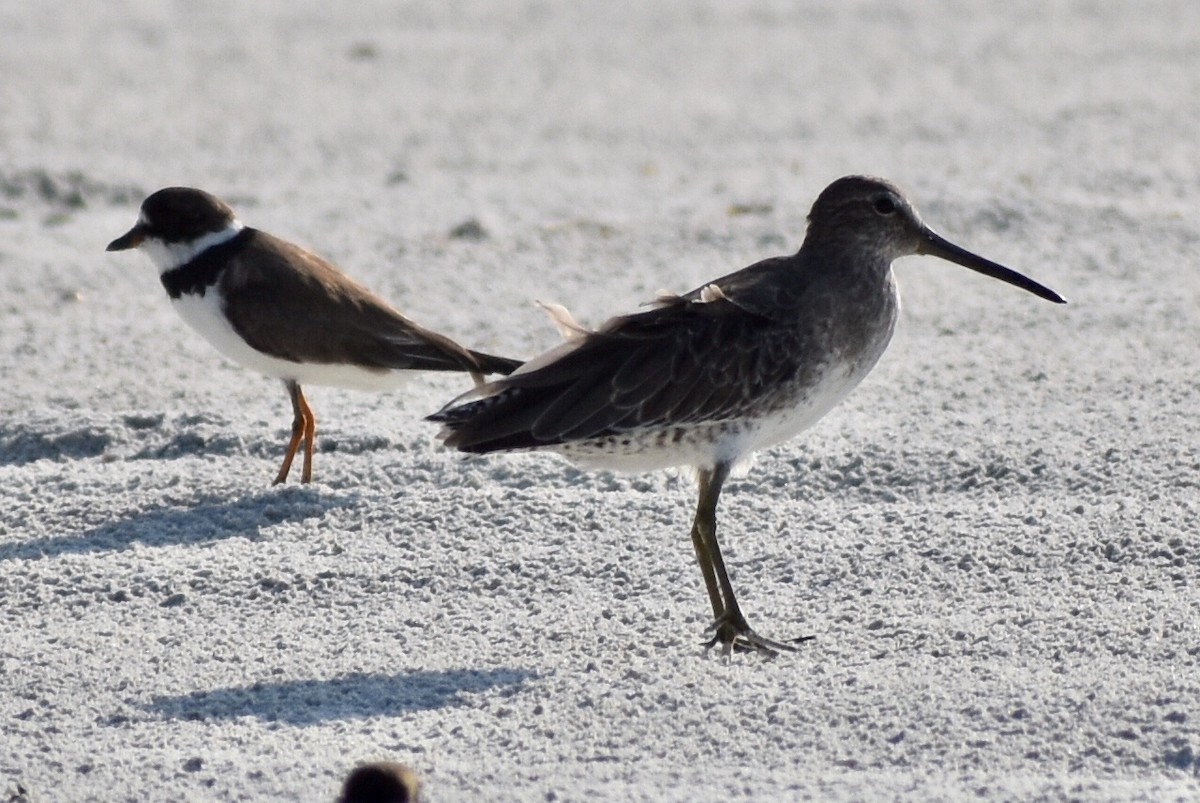 Short-billed Dowitcher - Steven Weiss