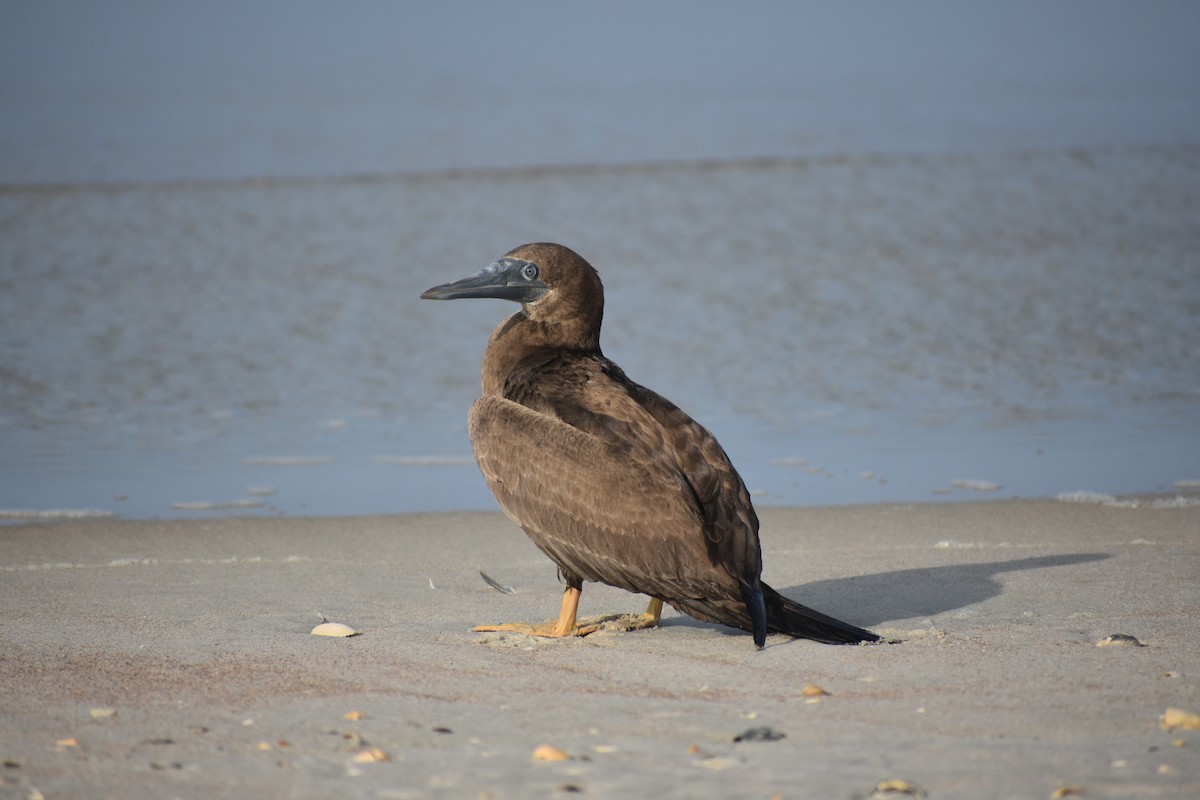 Brown Booby - ML112125051