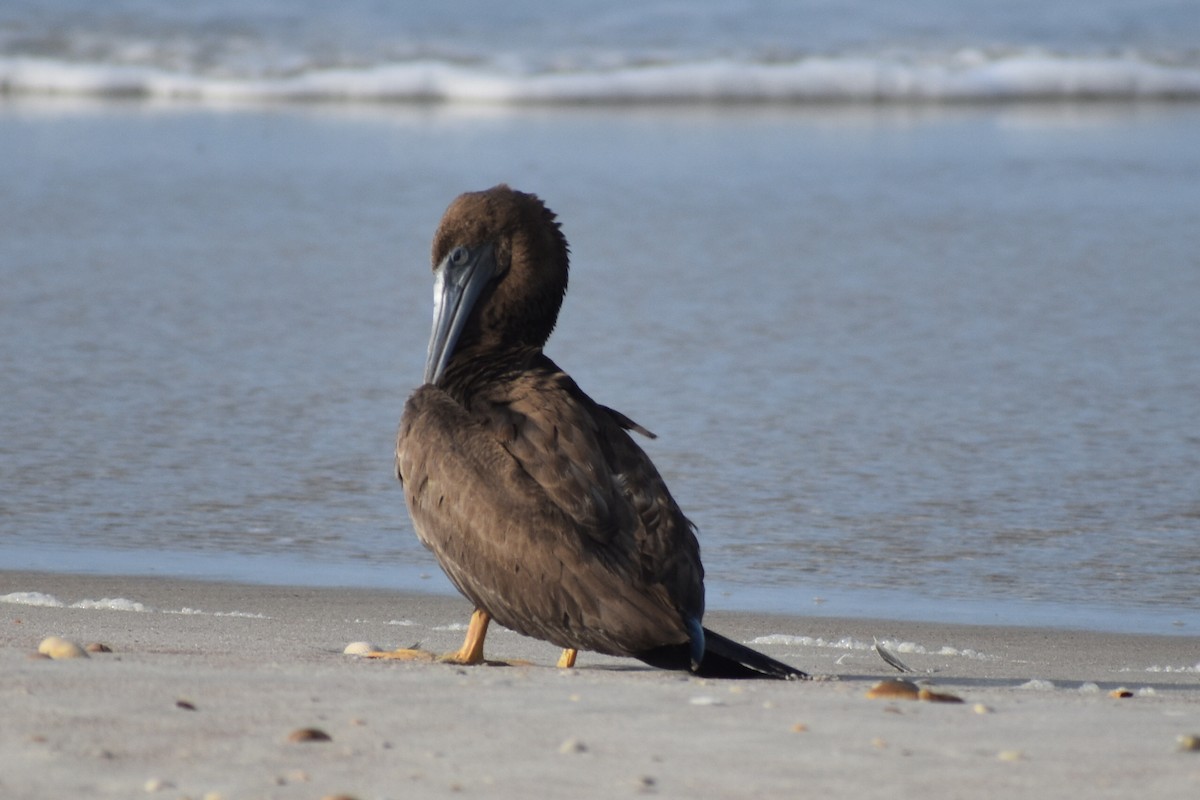 Brown Booby - ML112125071