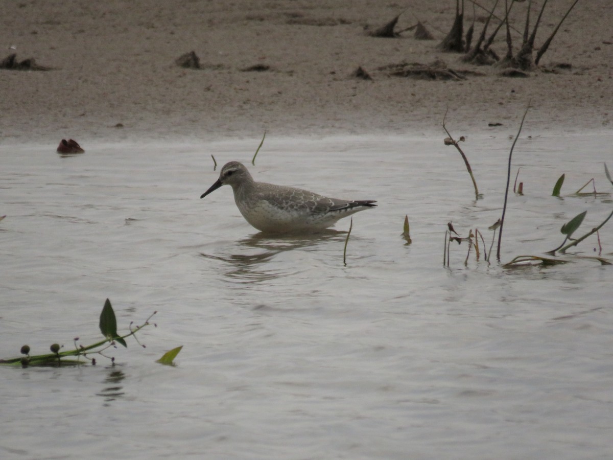 Bécasseau maubèche - ML112125601