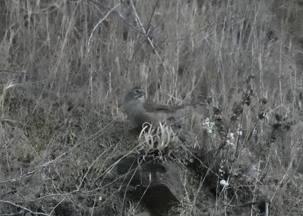 Rufous-crowned Sparrow - ML112126251