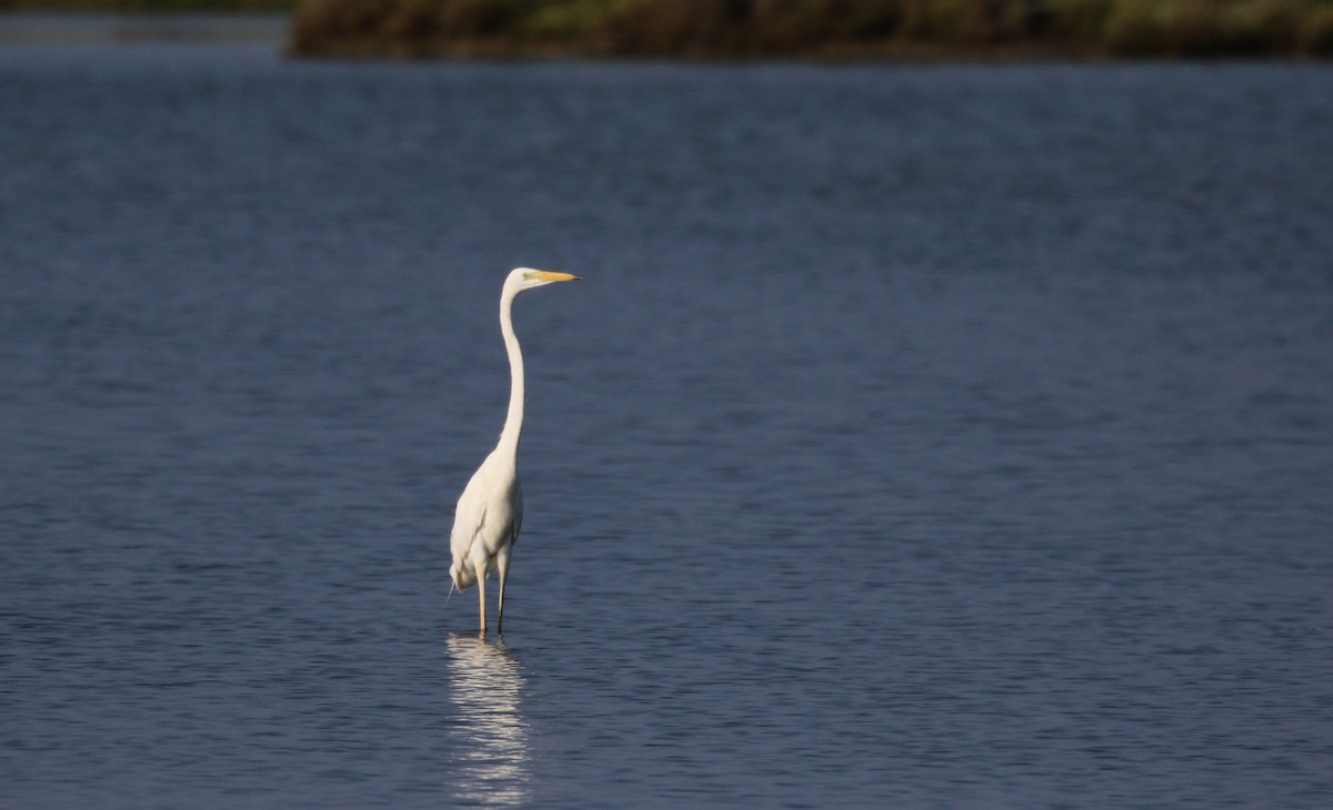 Great Egret (alba) - Jay McGowan