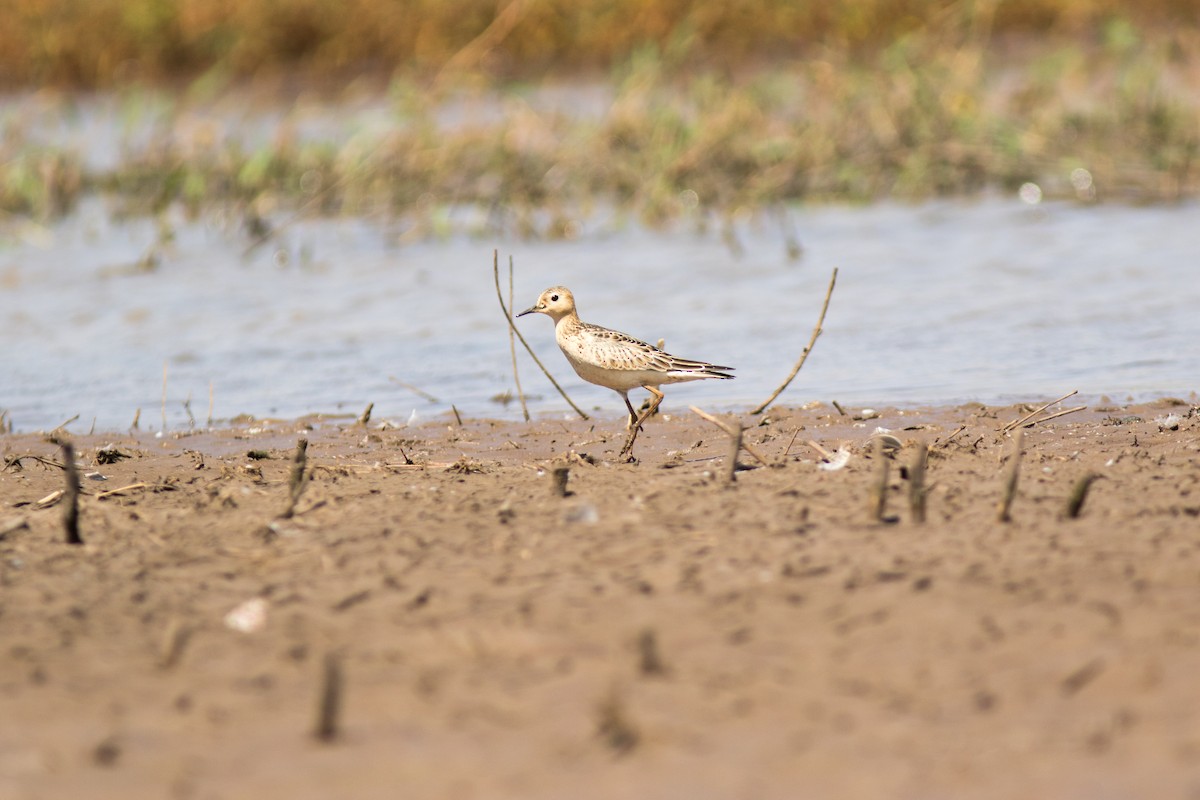 Buff-breasted Sandpiper - ML112130531