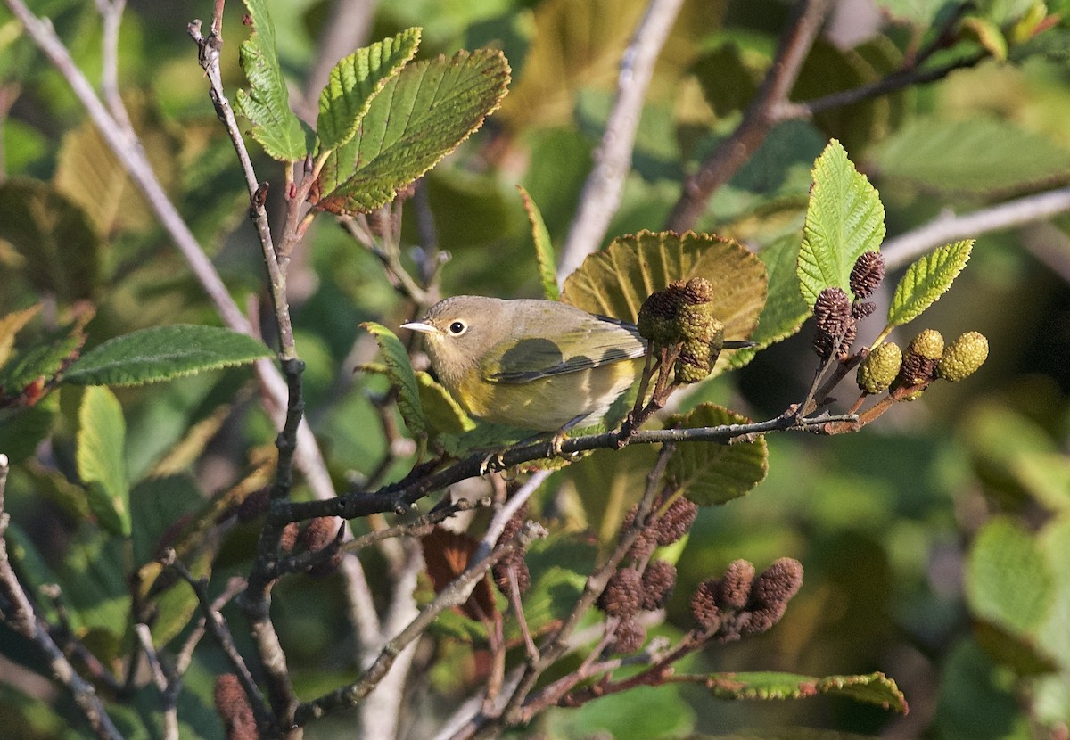 Nashville Warbler - Paul Gould