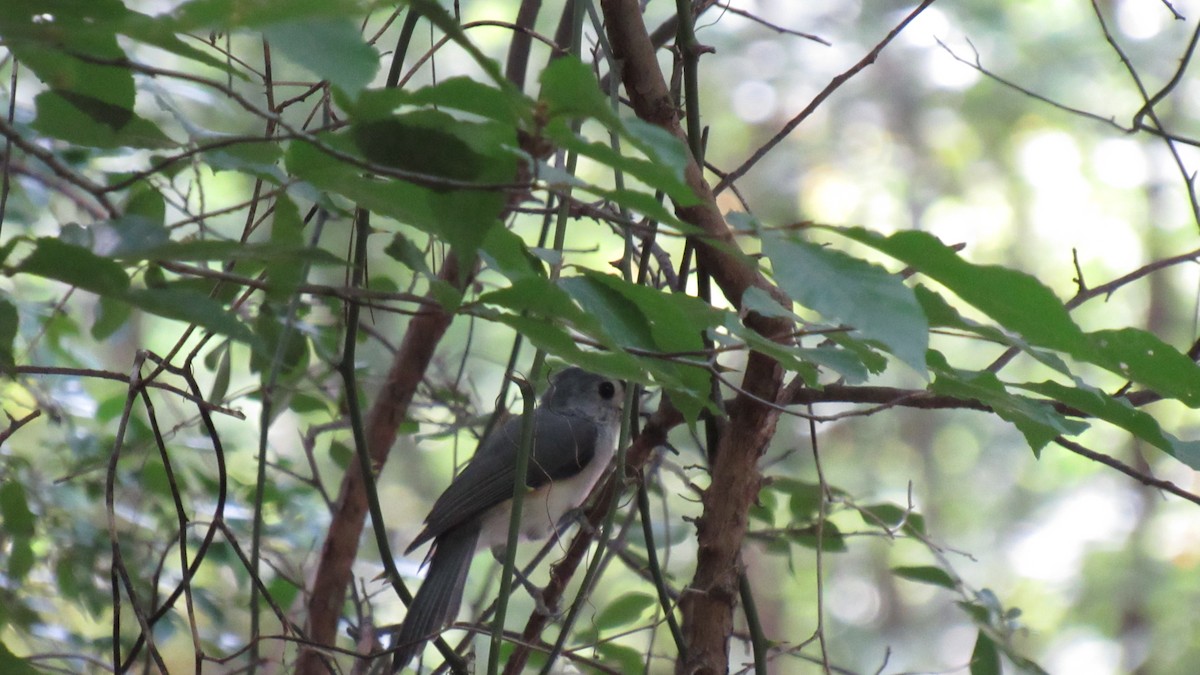 Tufted Titmouse - ML112132431