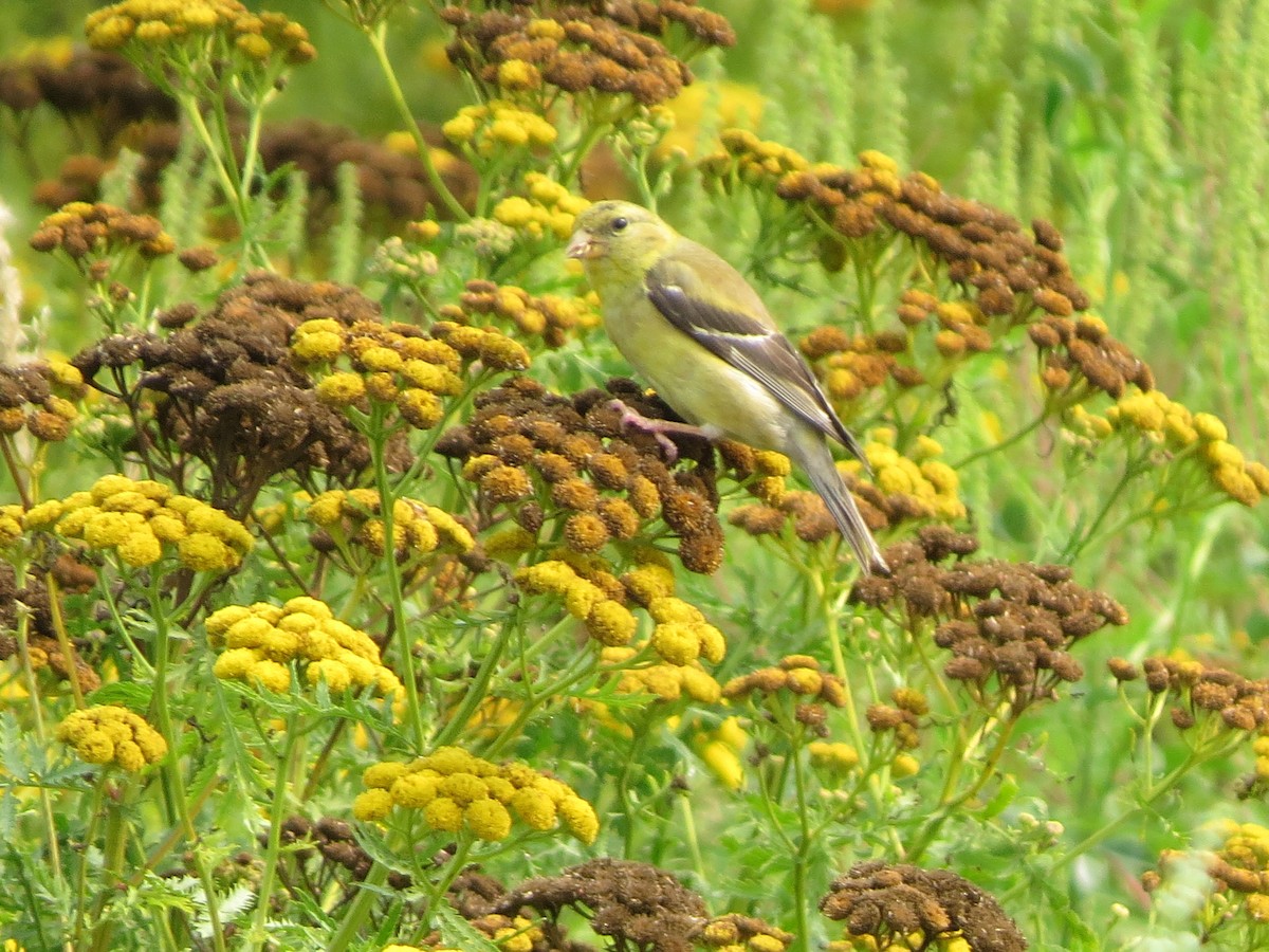 American Goldfinch - Jerry Smith