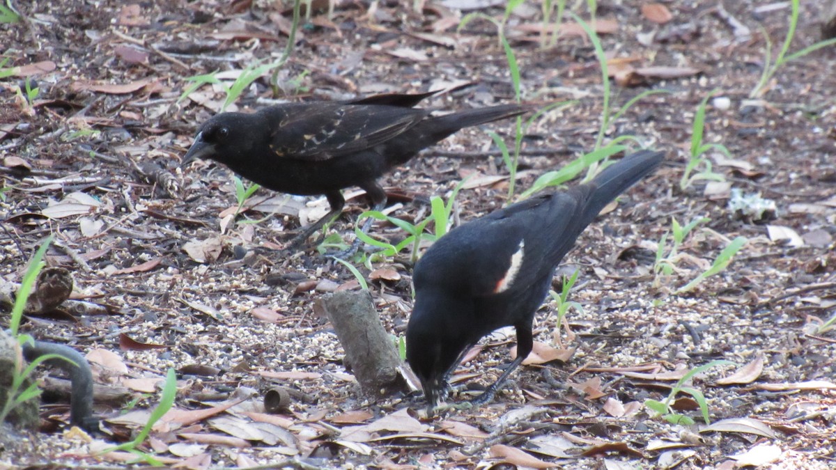 Red-winged Blackbird - ML112133401