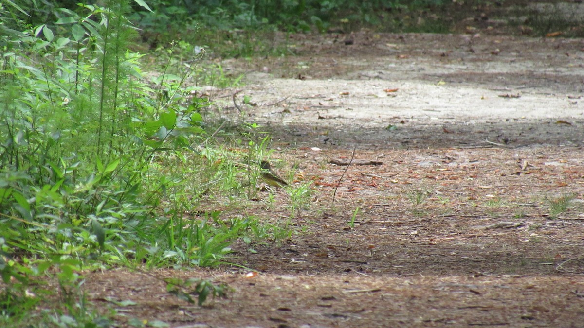 Great Crested Flycatcher - ML112133561