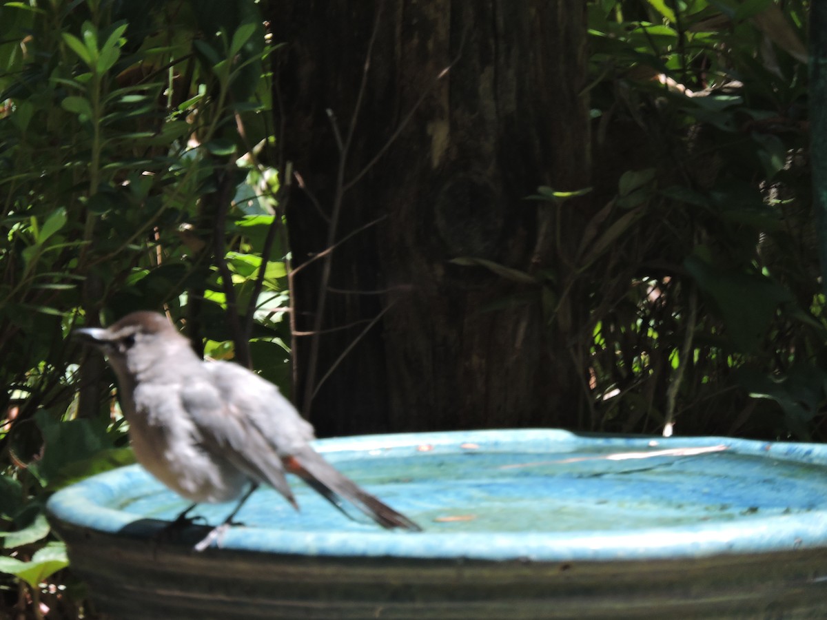 Gray Catbird - ML112134331