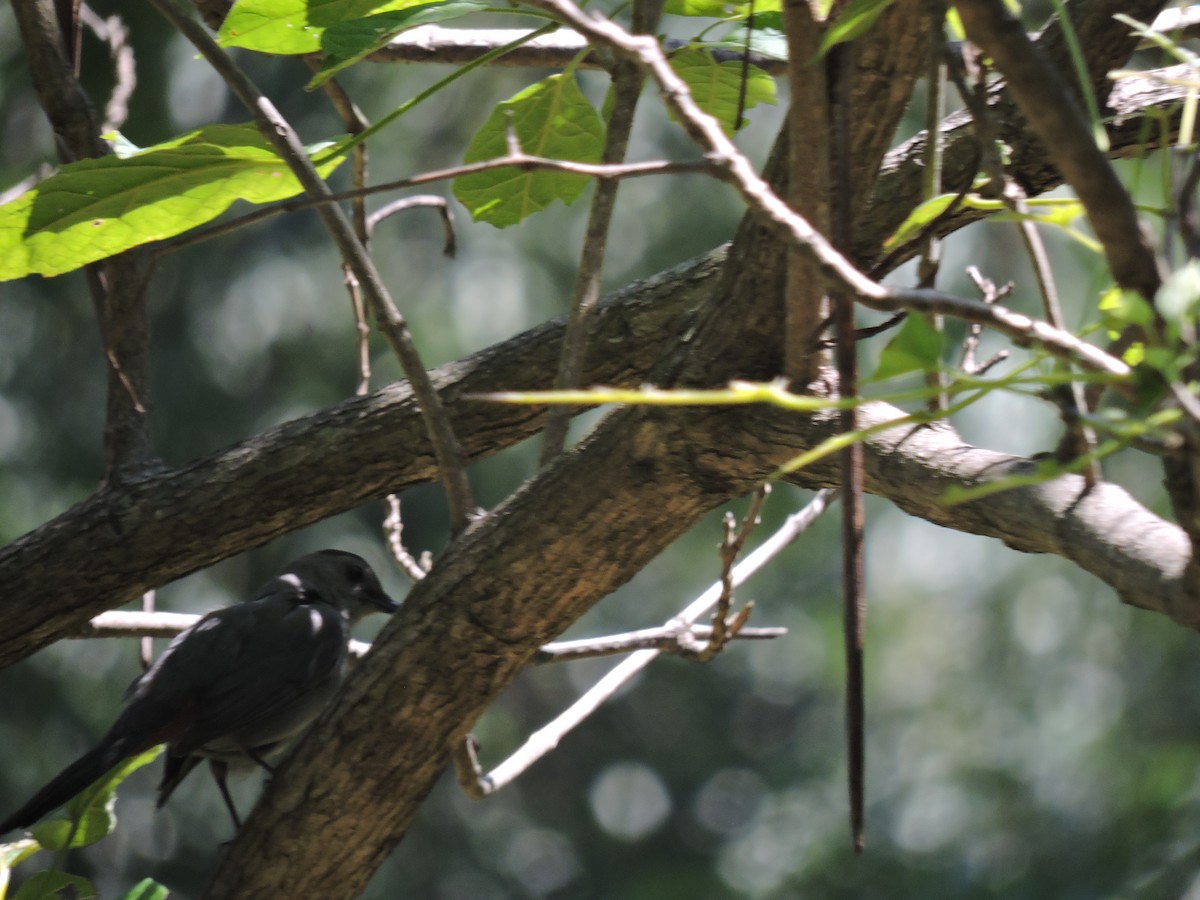 Gray Catbird - ML112134341