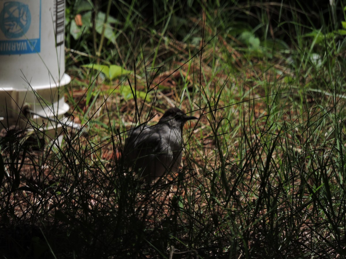 Gray Catbird - ML112134411