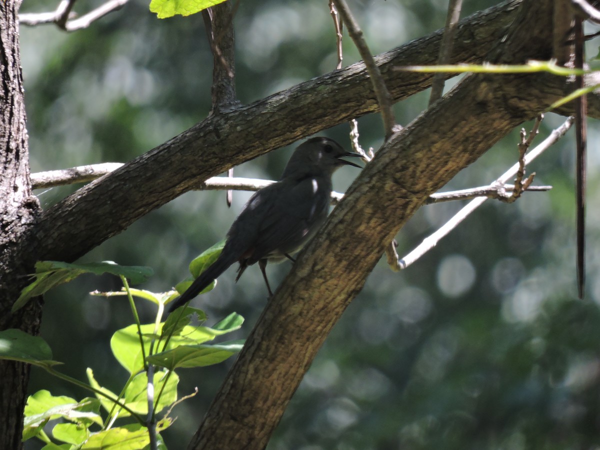 Gray Catbird - ML112134421