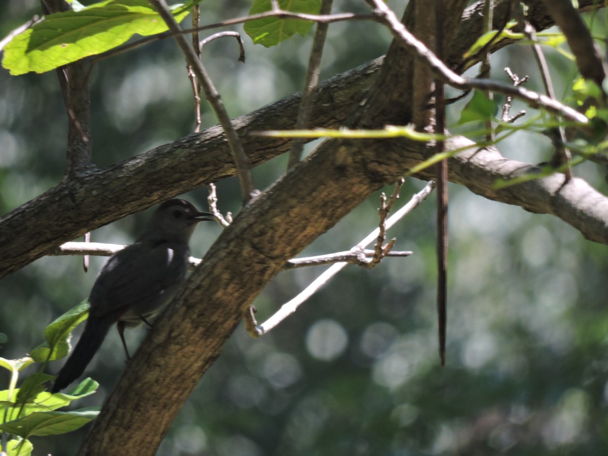 Gray Catbird - ML112134431