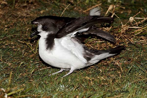 Petrel de las Bonin - ML112134671