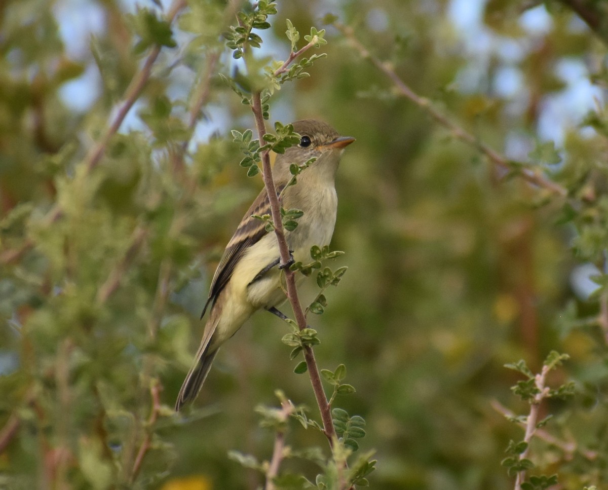 Willow Flycatcher - Jack Parlapiano