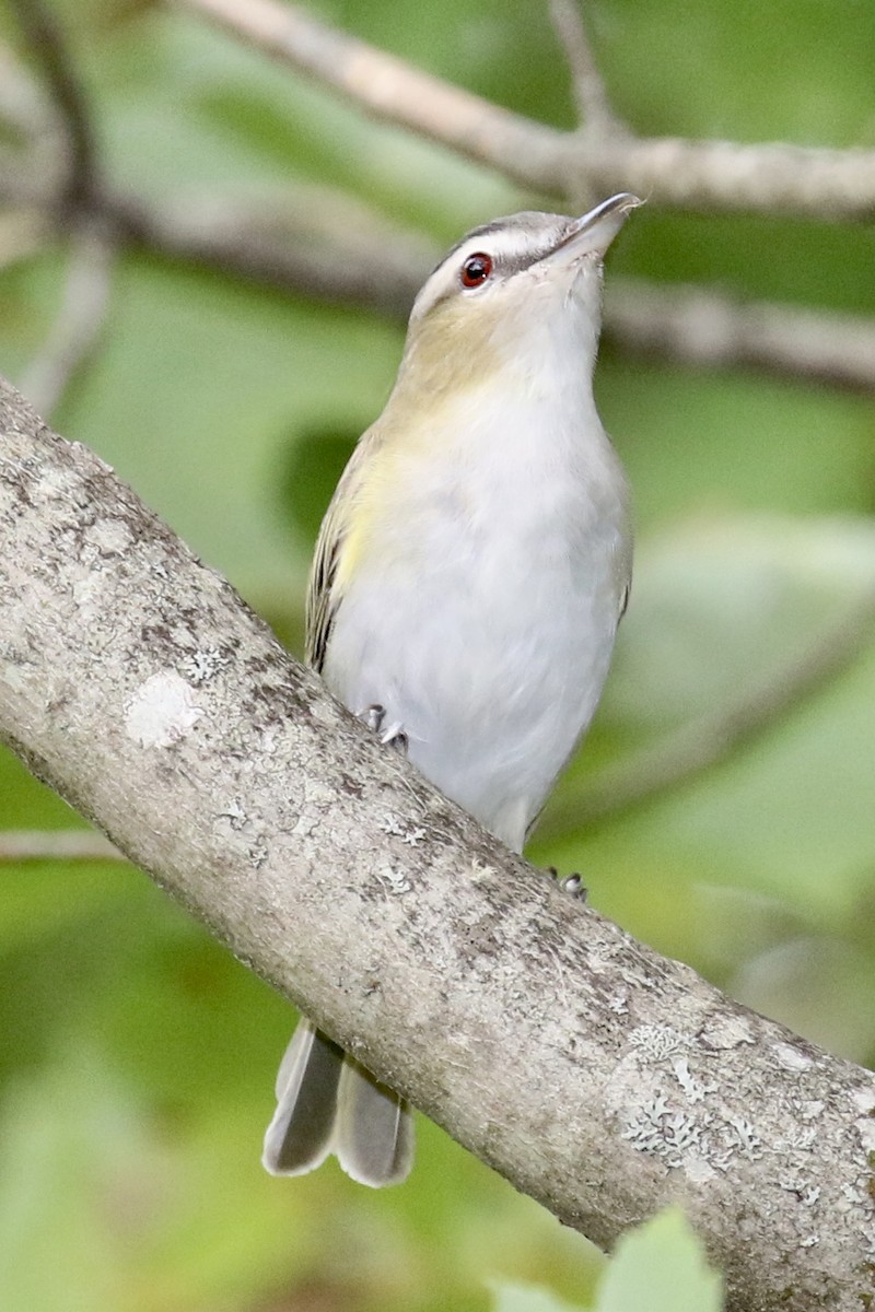 Red-eyed Vireo - ML112135621