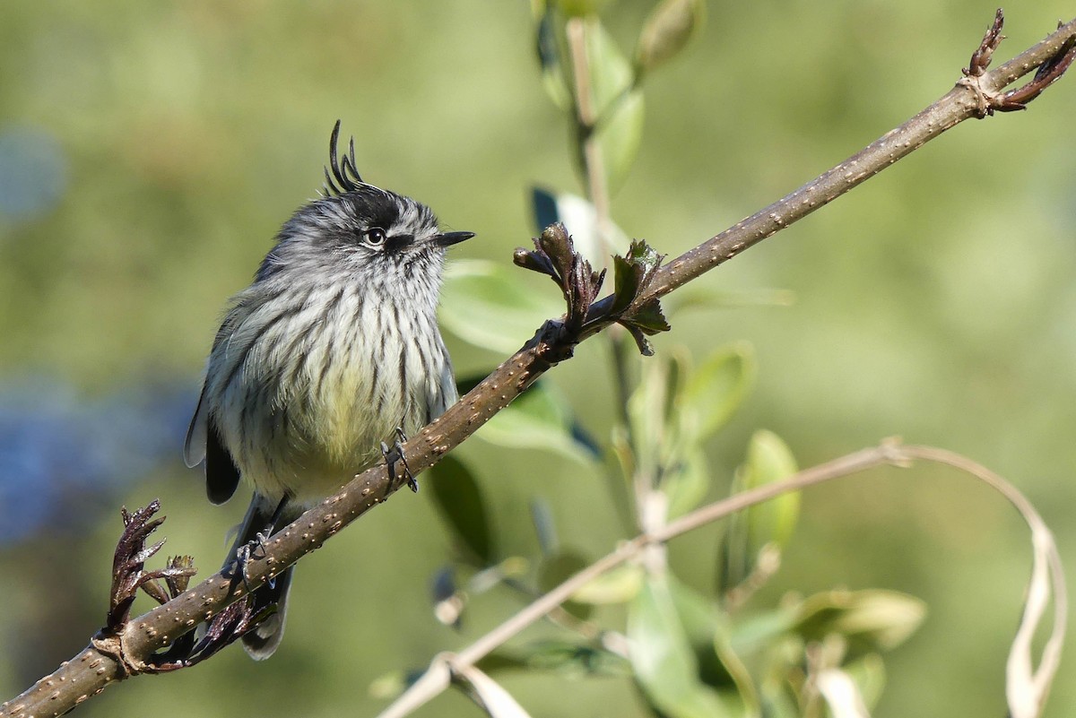 Tufted Tit-Tyrant - ML112139591