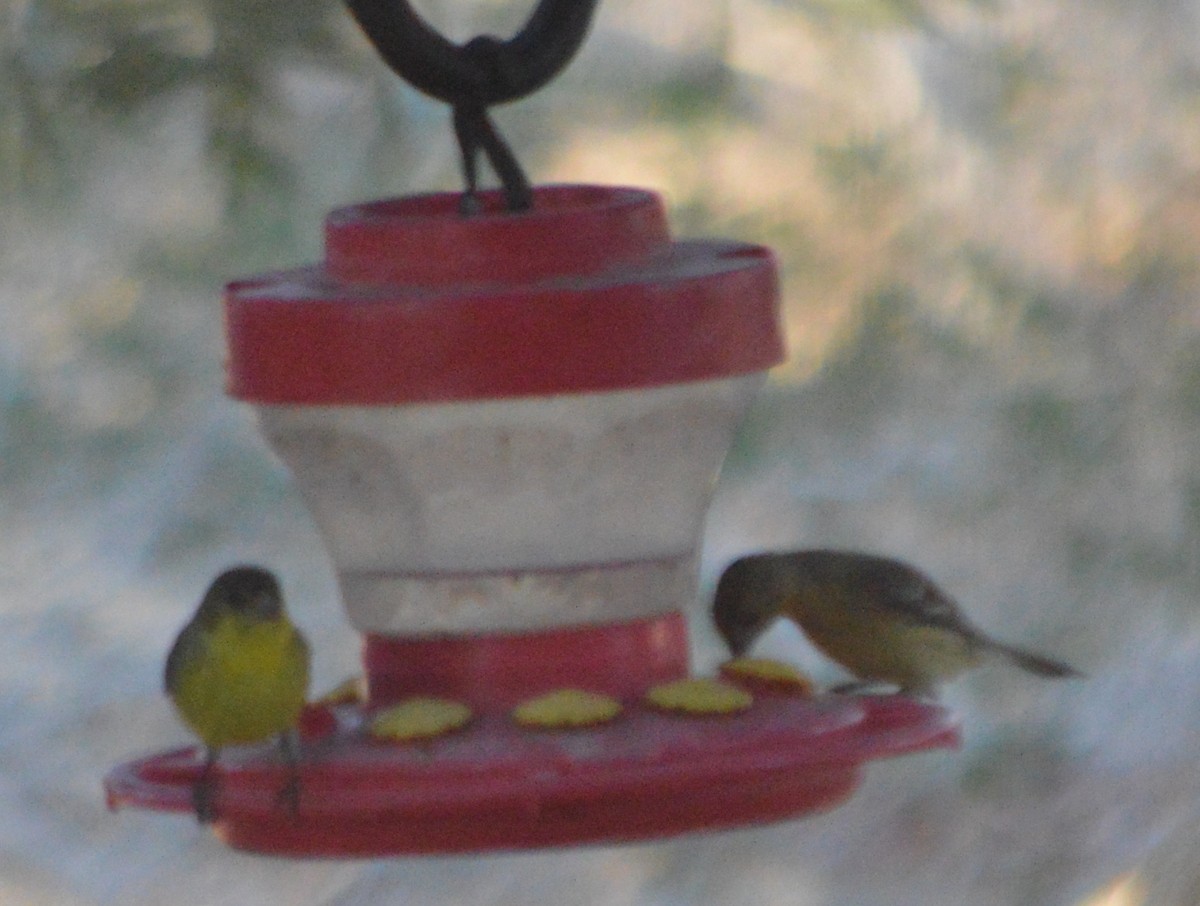 Lesser Goldfinch - ML112140231