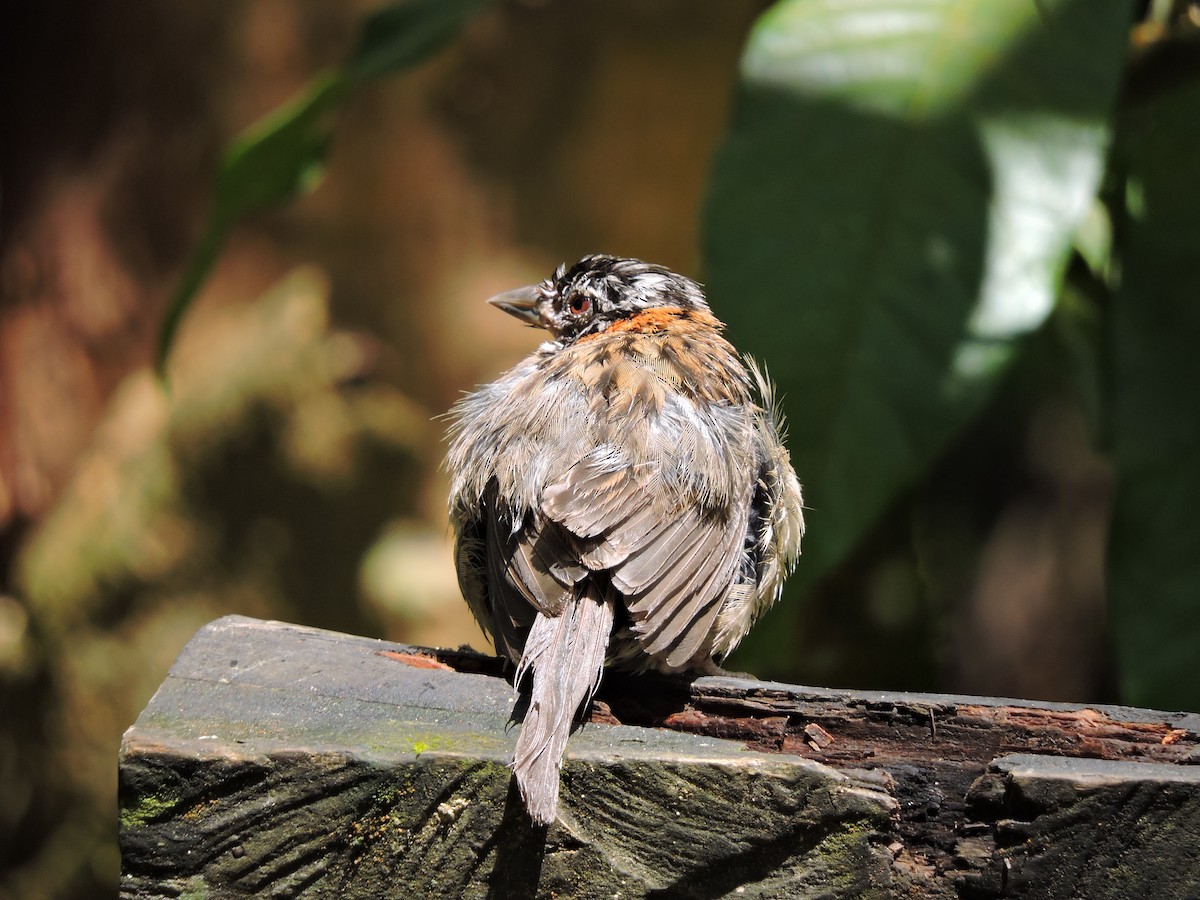 Rufous-collared Sparrow - ML112140321