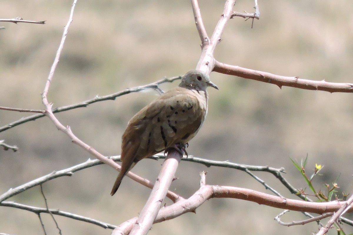 Plain-breasted Ground Dove - ML112142271
