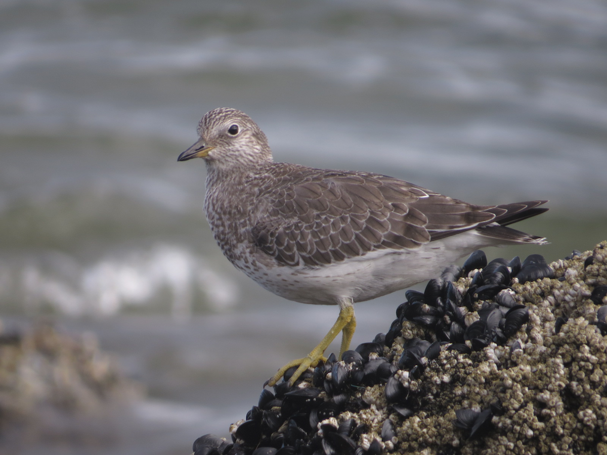 Surfbird - ML112144521