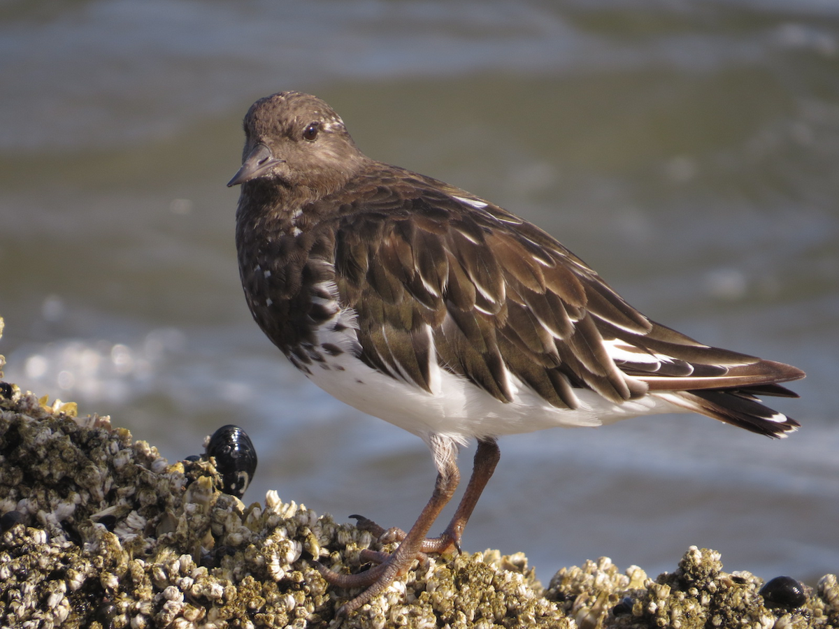 Black Turnstone - ML112144801