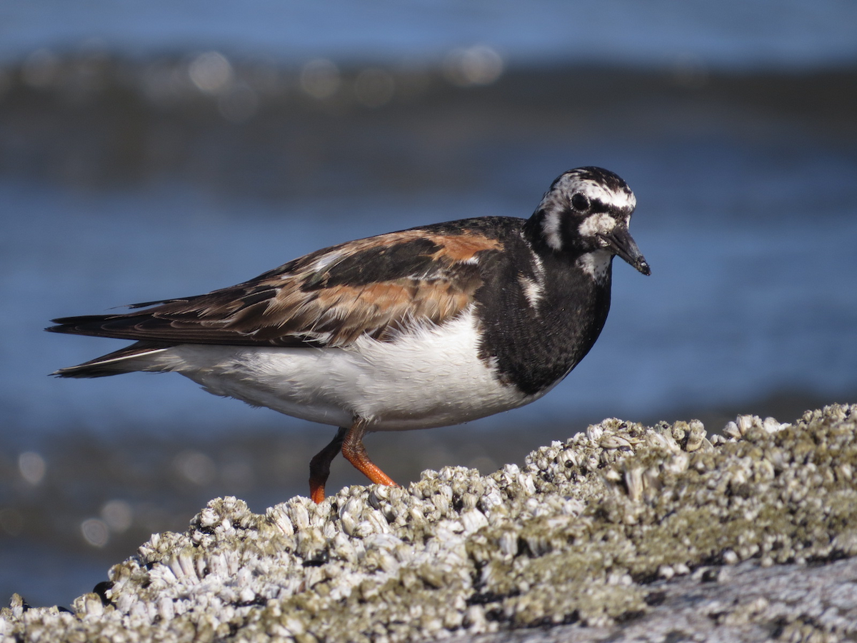 Ruddy Turnstone - Isaac  Denzer