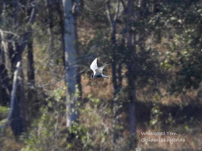 Whiskered Tern - Marie Tarrant