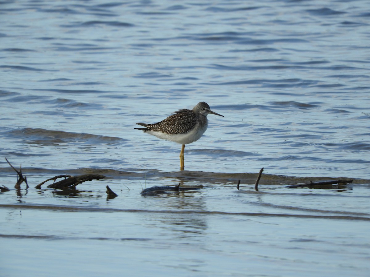 Lesser Yellowlegs - Denis Corbeil