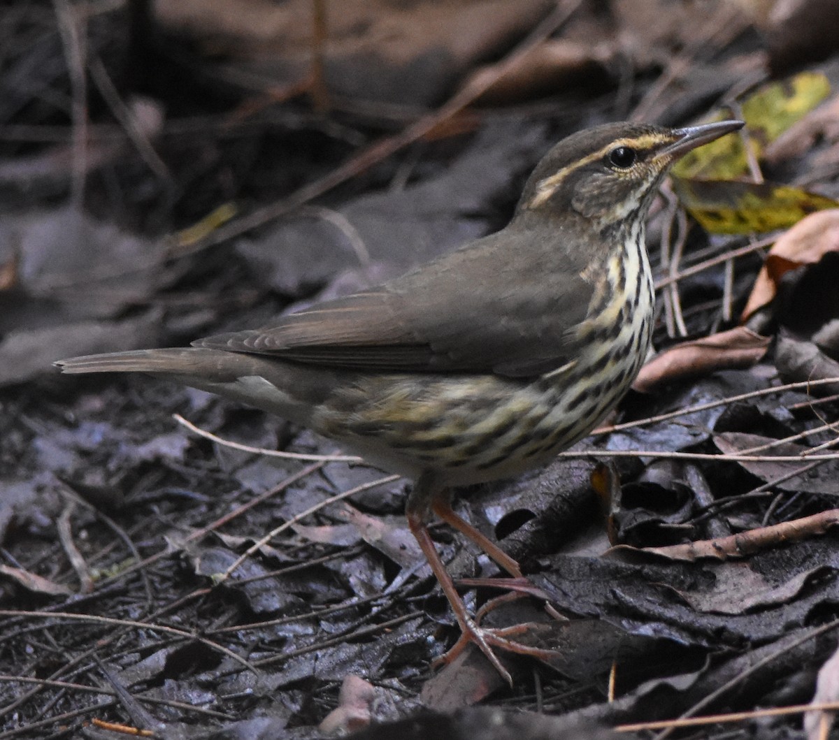 Northern Waterthrush - ML112146601