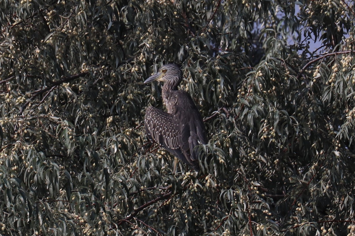 Yellow-crowned Night Heron - ML112146821