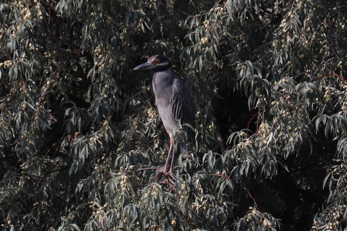 Yellow-crowned Night Heron - Kathy Mihm Dunning