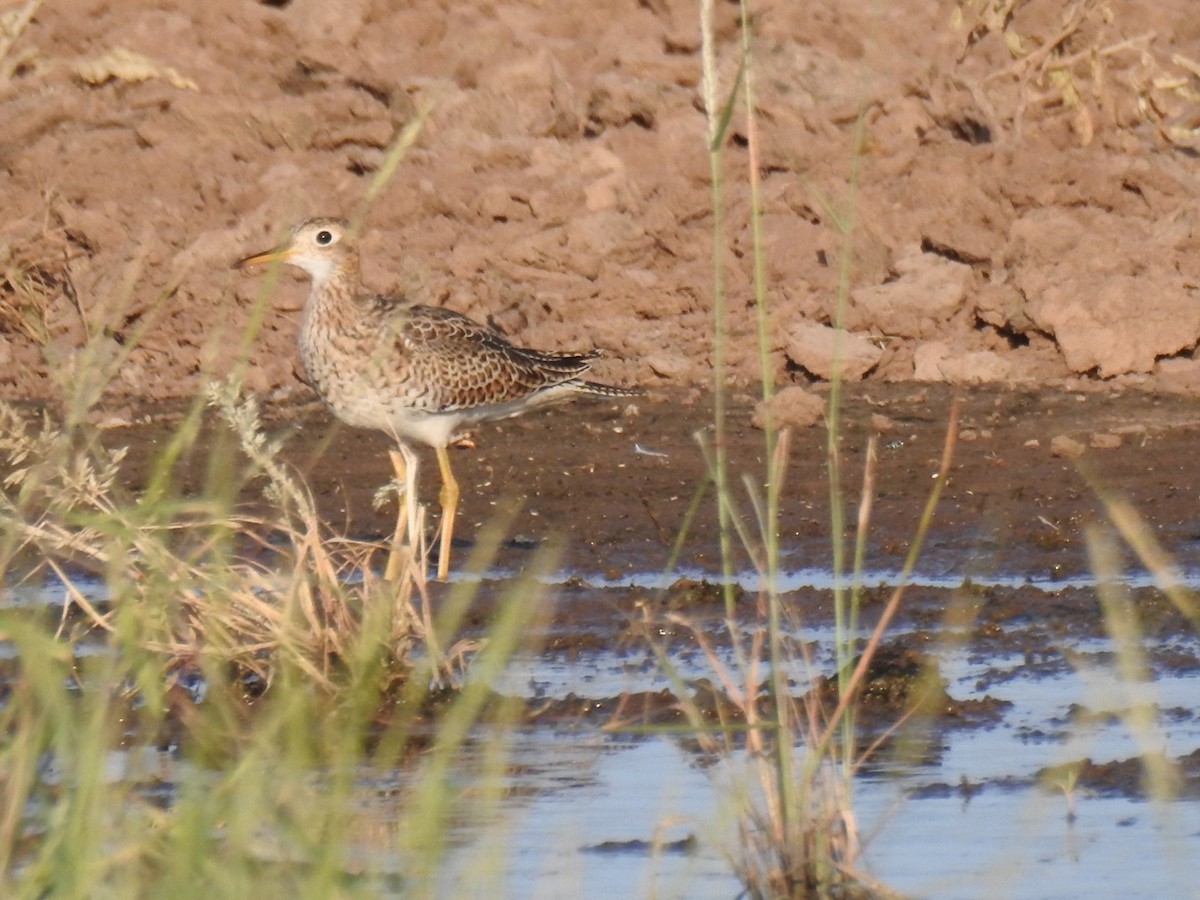 Upland Sandpiper - ML112147001