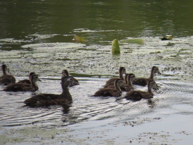 Wood Duck - ML112149121