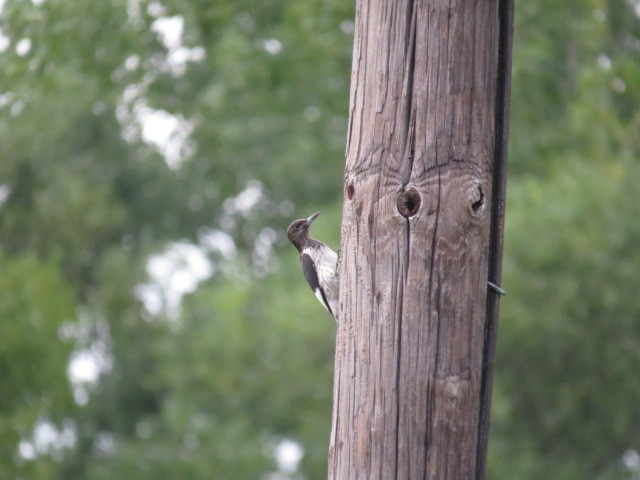 Red-headed Woodpecker - ML112149201