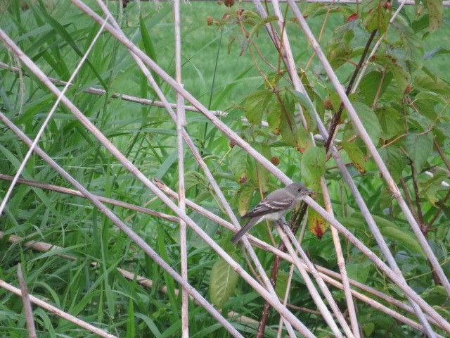 Eastern Wood-Pewee - ML112149271